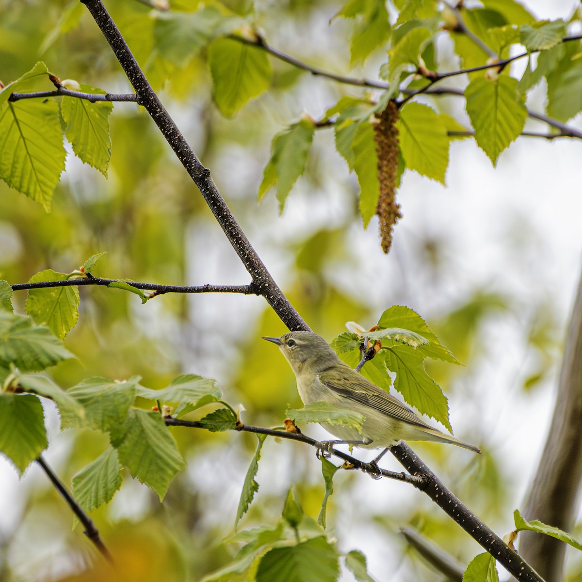 Tennessee Warbler - Albert Picard