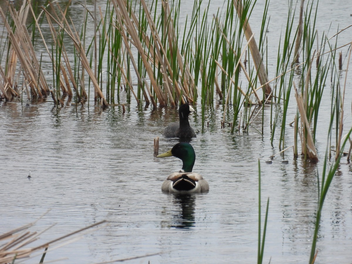 American Coot - Aiden Saari