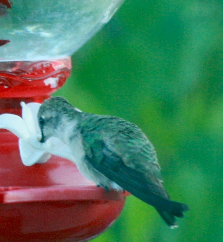 Black-chinned Hummingbird - Renee Coon