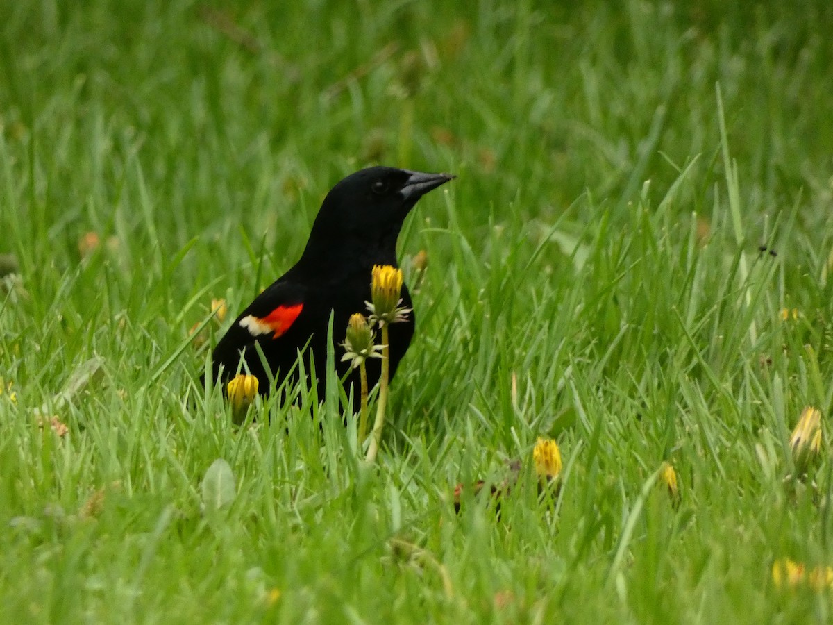 Red-winged Blackbird - Marcel Gahbauer