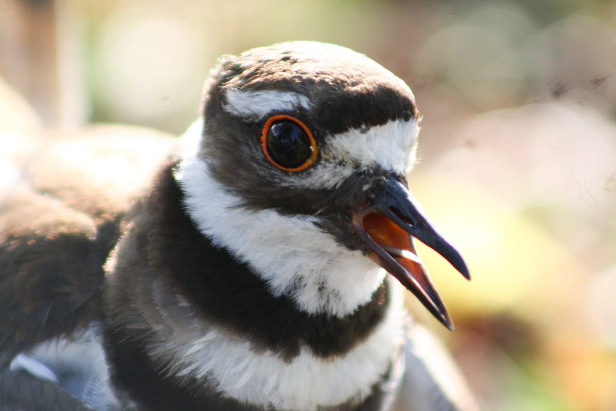 Killdeer - yuzaima ortiz