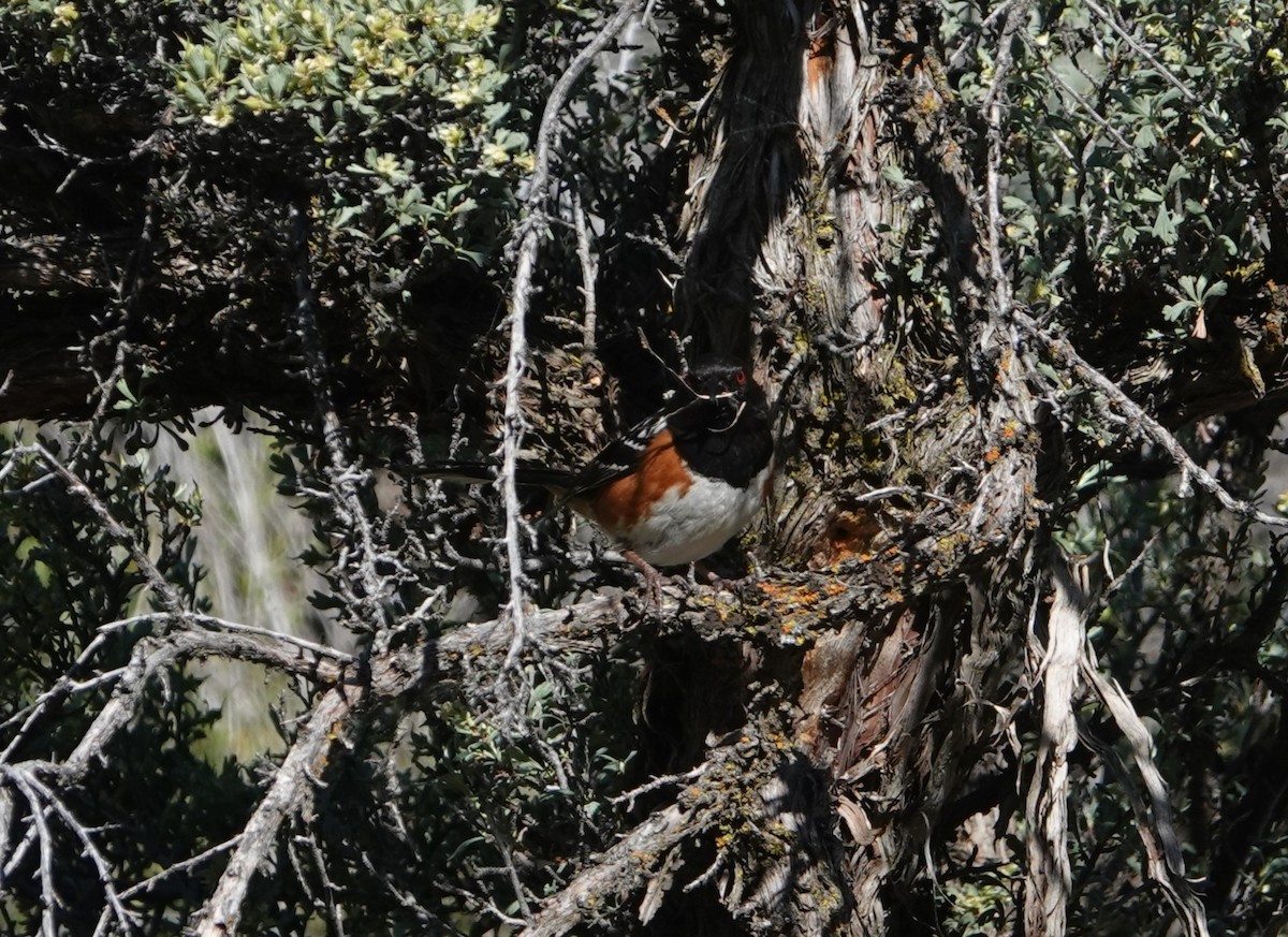 Spotted Towhee - ML619418239