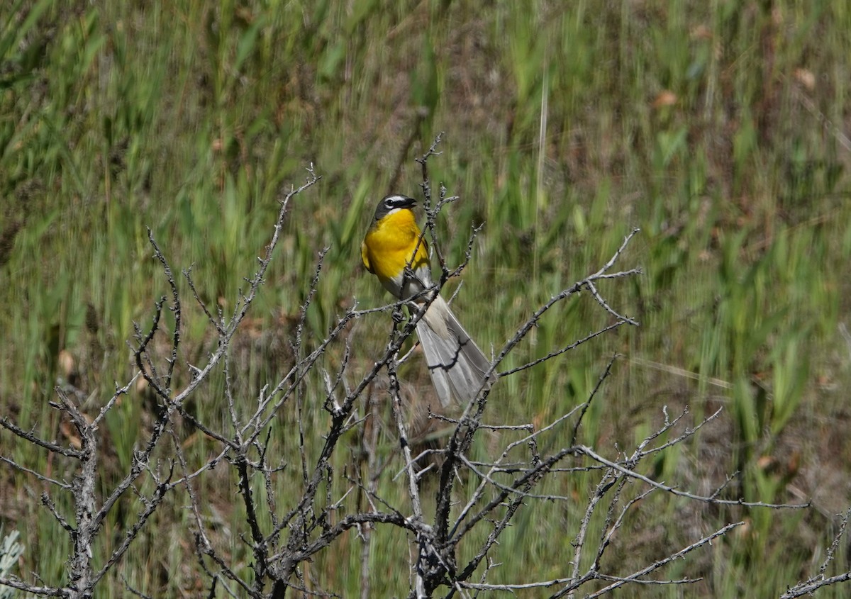 Yellow-breasted Chat - ML619418245