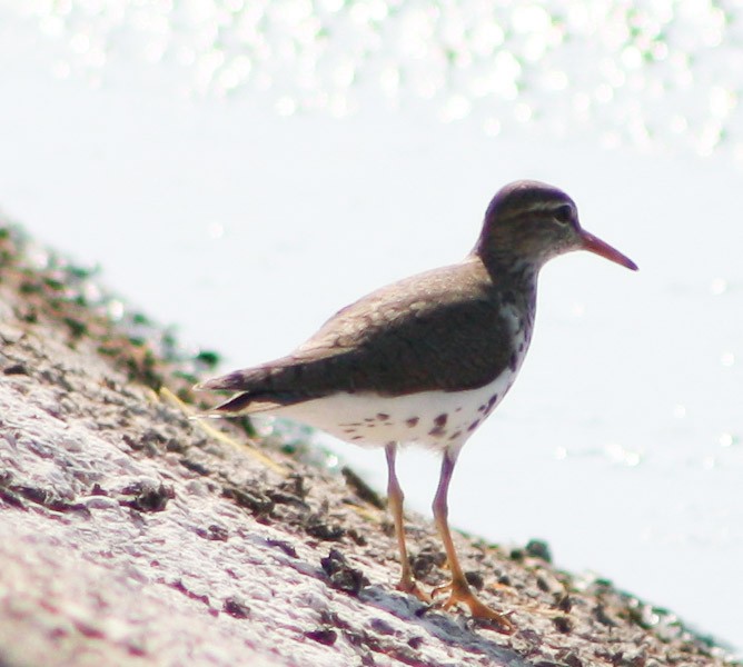 Spotted Sandpiper - yuzaima ortiz