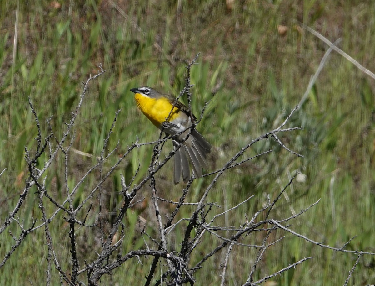 Yellow-breasted Chat - ML619418250