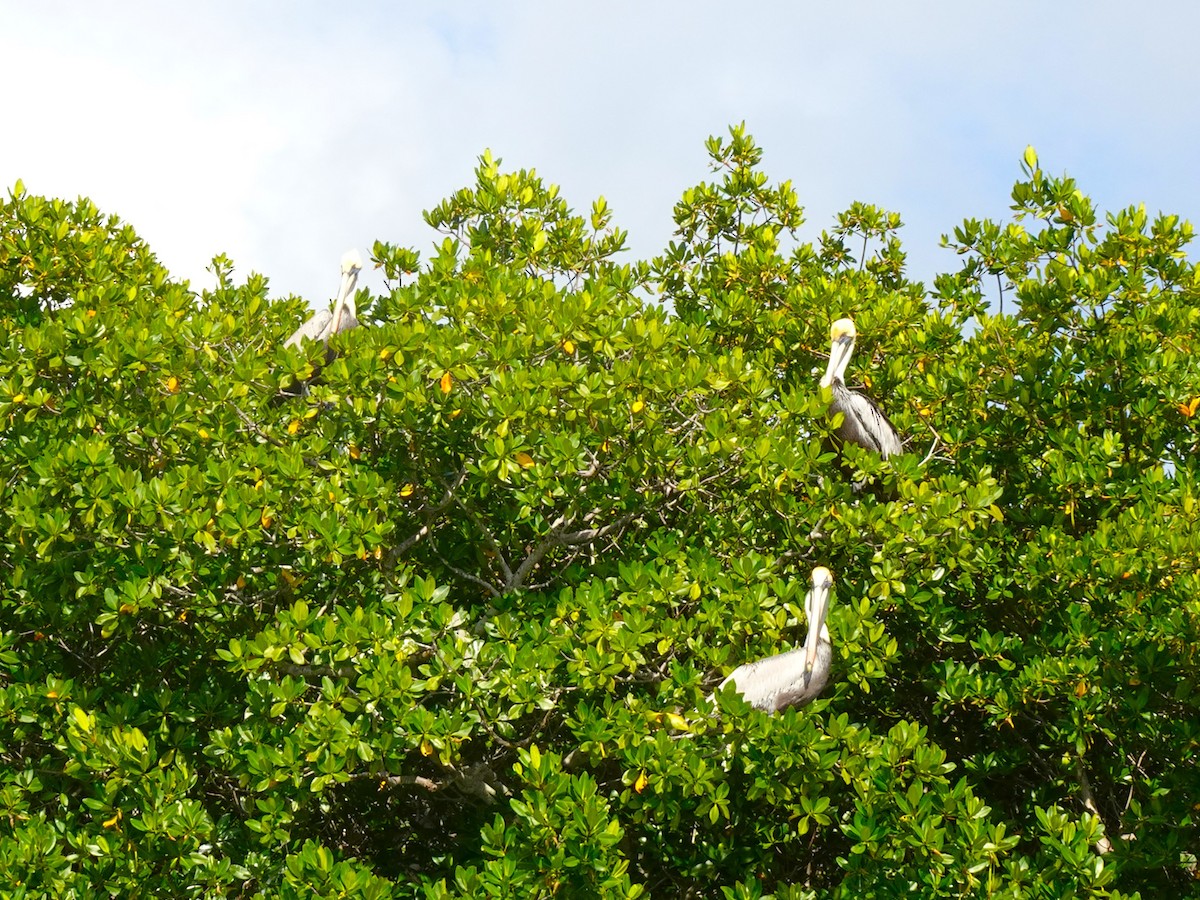 Brown Pelican (Atlantic) - ami horowitz