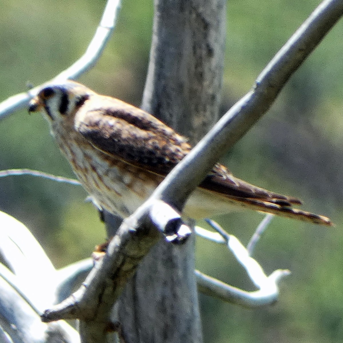 American Kestrel - C Fred Zeillemaker