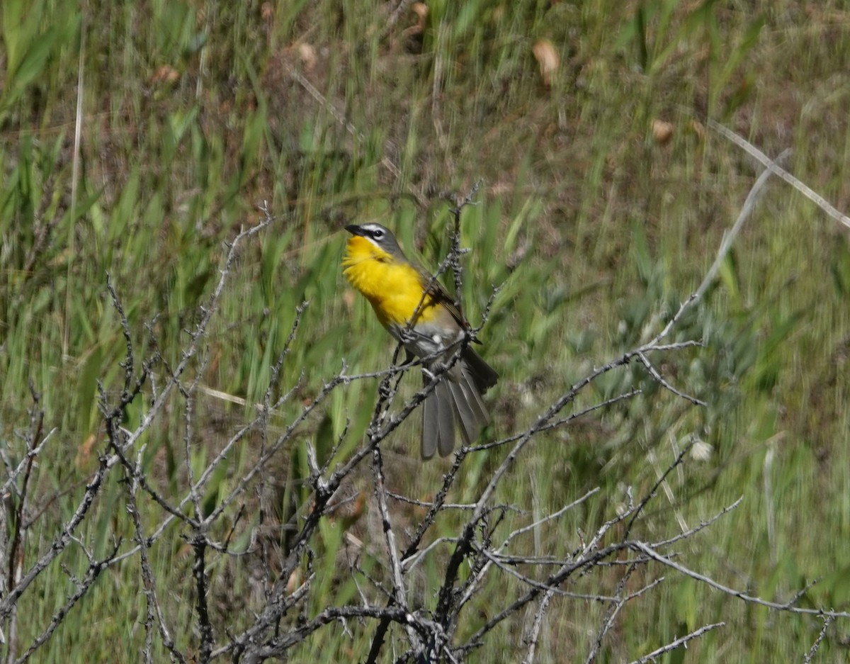 Yellow-breasted Chat - ML619418261