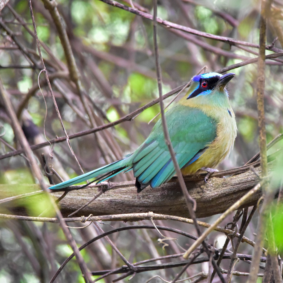 Amazonasmotmot - ML619418267