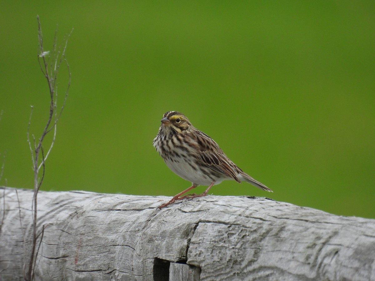 Savannah Sparrow - Aiden Saari