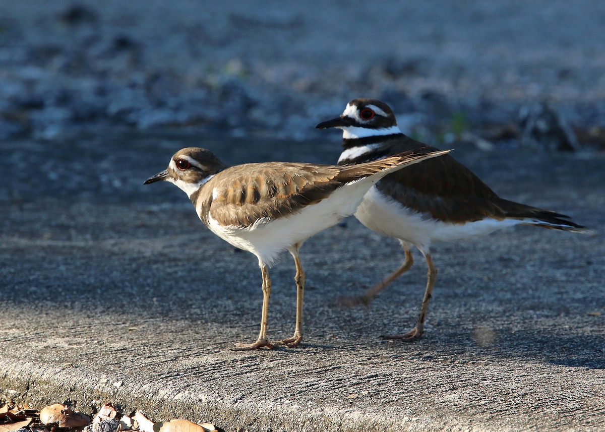 Killdeer - ML619418283