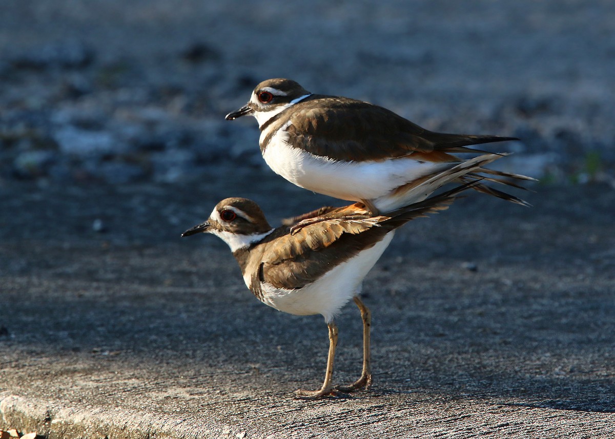 Killdeer - ML619418292