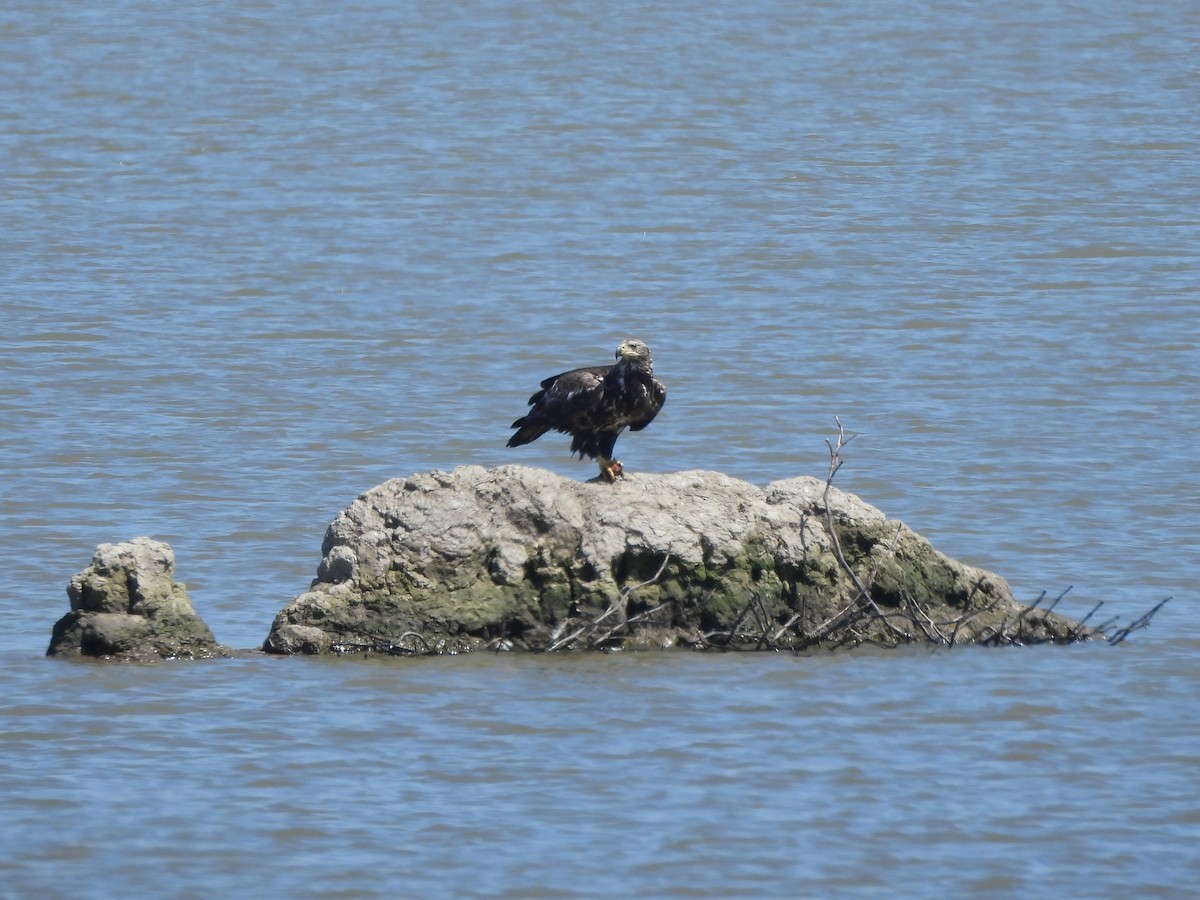 Bald Eagle - Tracee Fugate