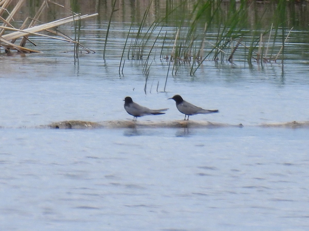 Black Tern - Aiden Saari