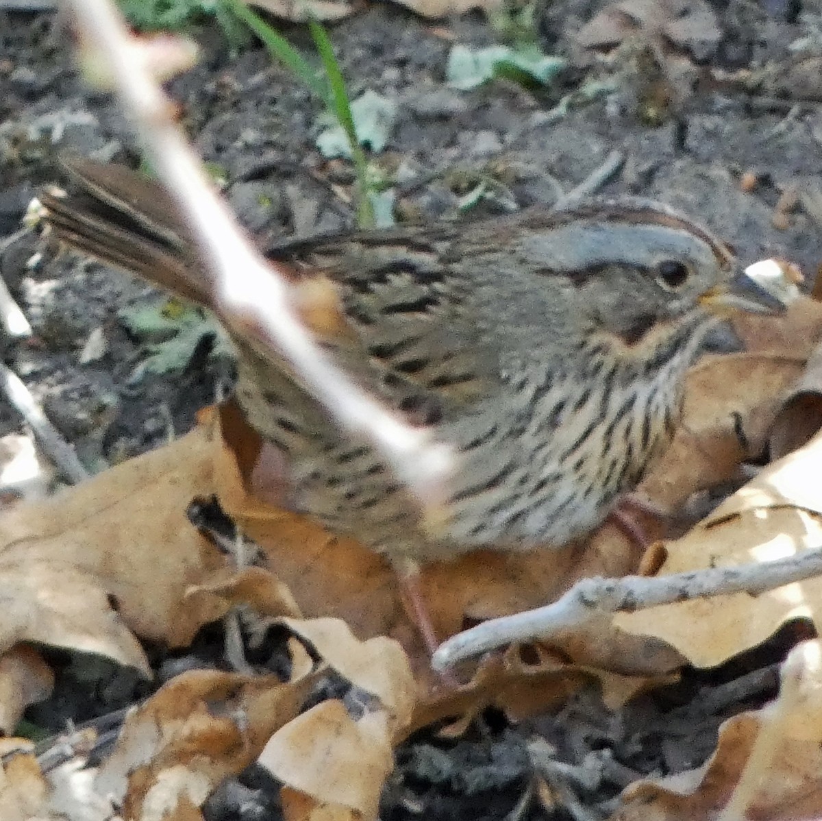 Lincoln's Sparrow - C Fred Zeillemaker