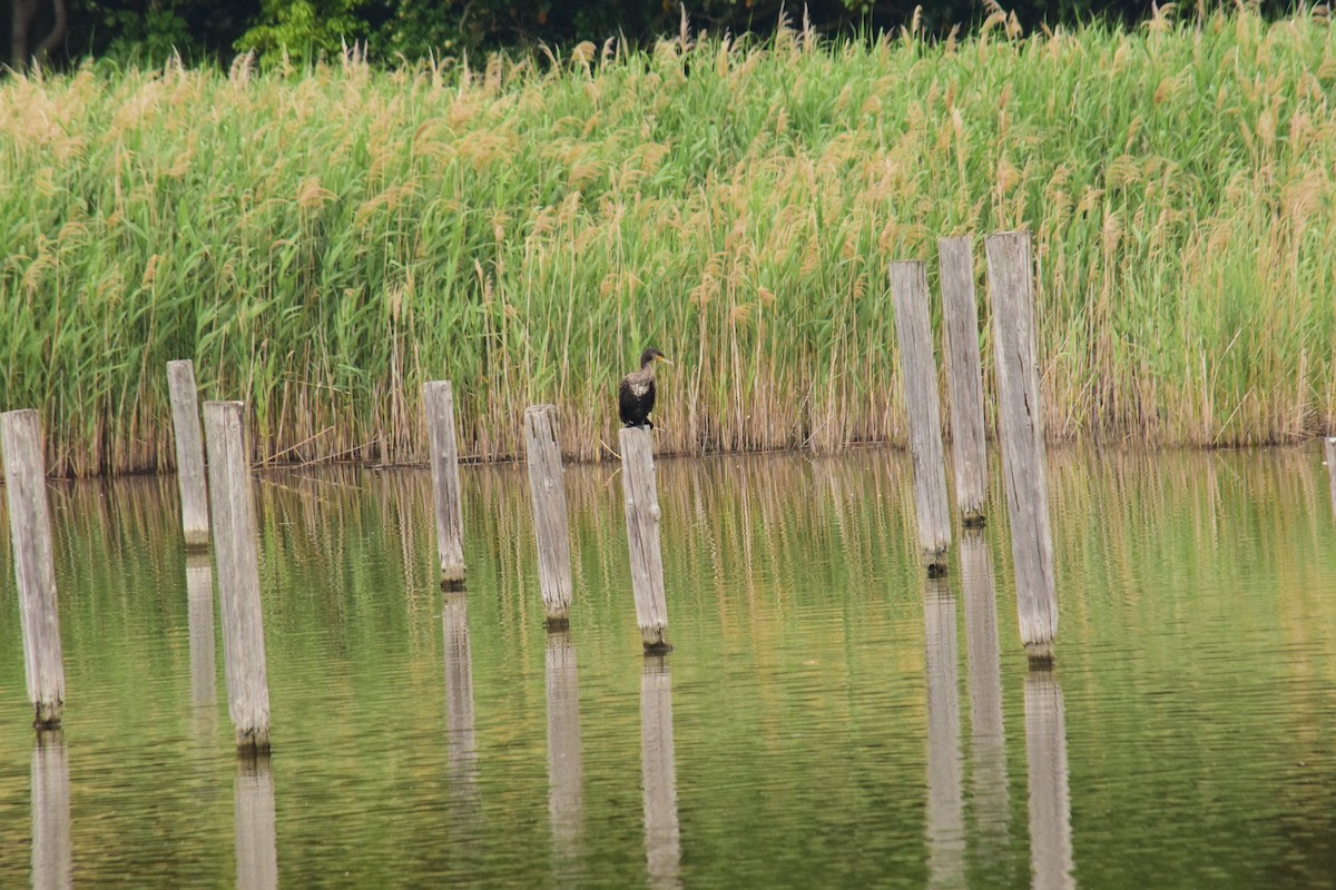 Great Cormorant - Eddie Sebastian