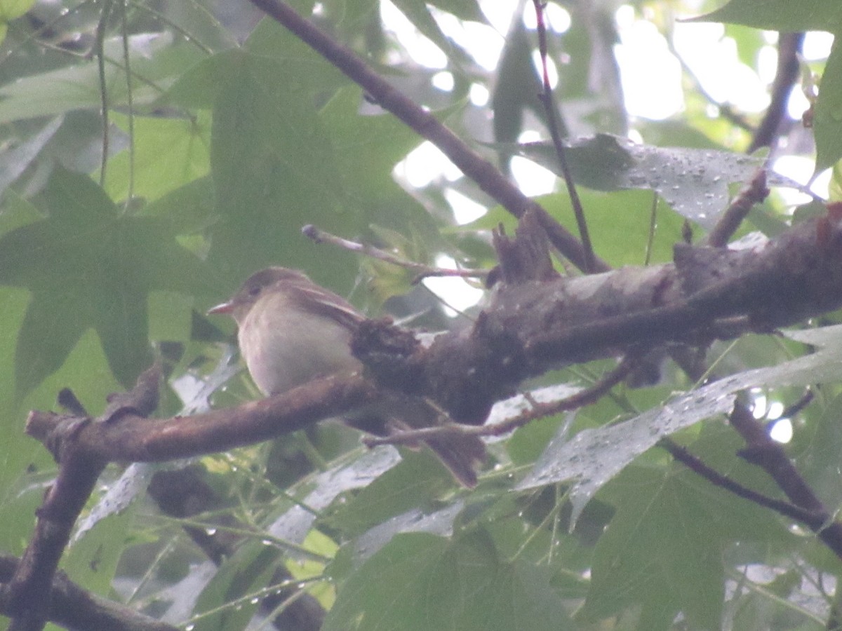 Acadian Flycatcher - Caleb Bronsink