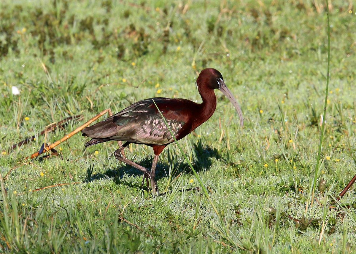 ibis hnědý - ML619418327