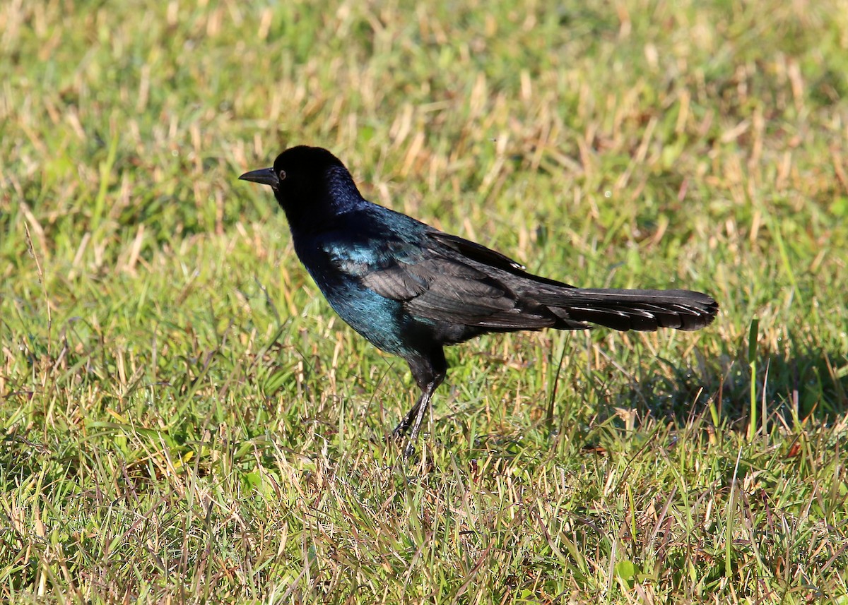 Boat-tailed Grackle - William Clark