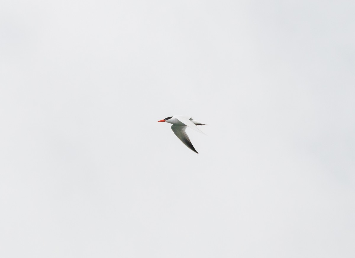 Caspian Tern - ML619418336