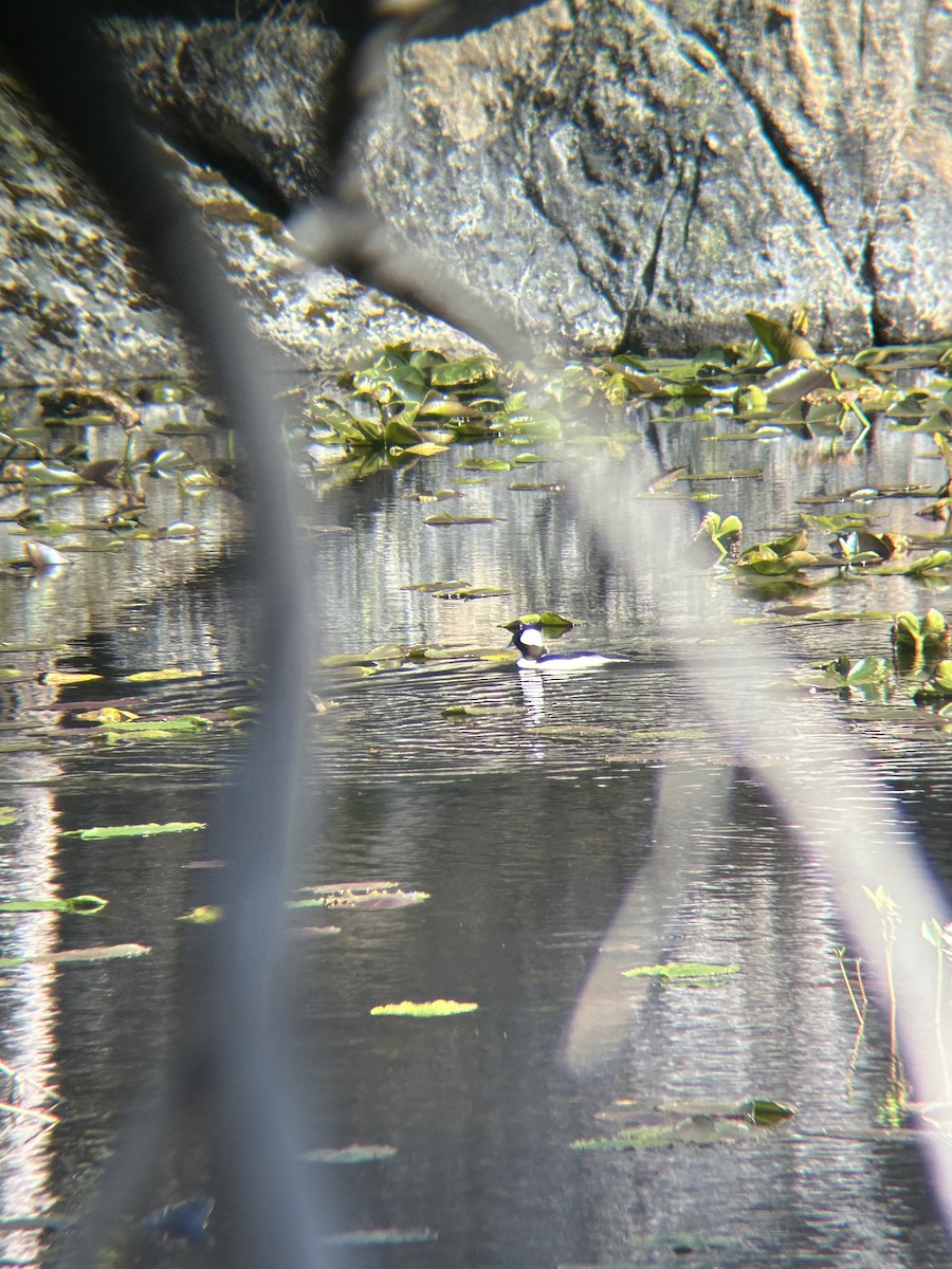 Bufflehead - Zachary Whaley