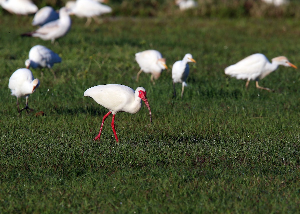 Western Cattle Egret - William Clark