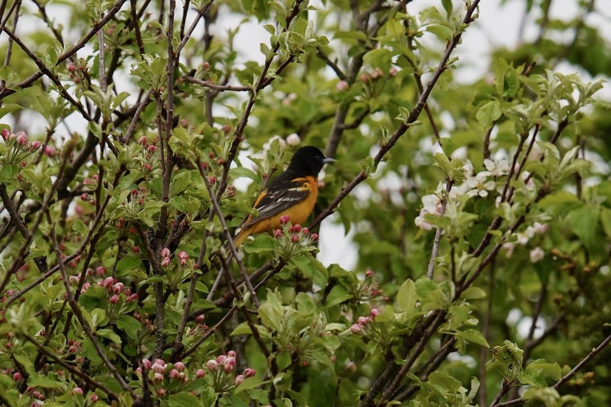 Baltimore Oriole - Bob Plohr