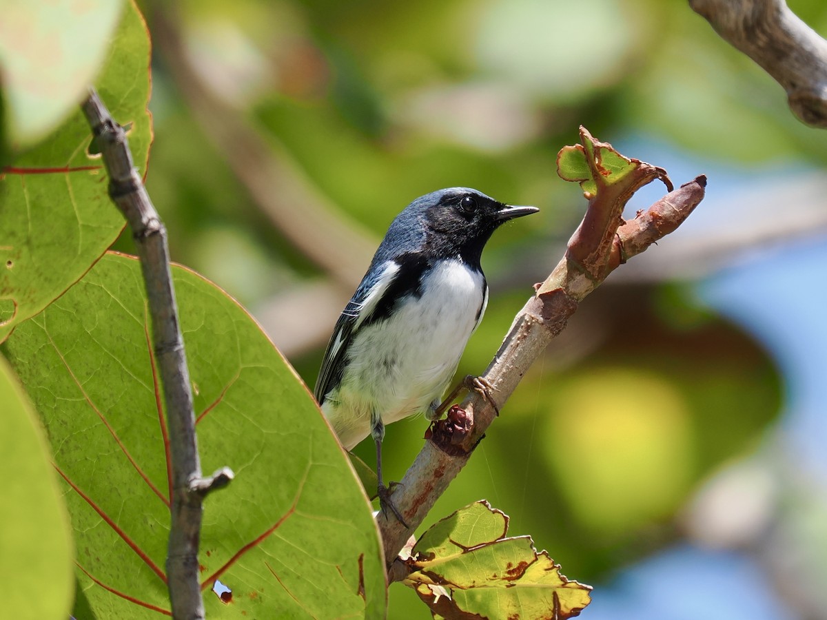 Black-throated Blue Warbler - Robert Rackliffe