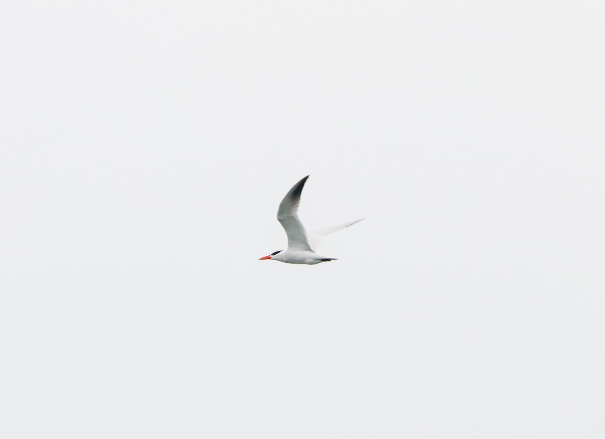 Caspian Tern - ML619418375