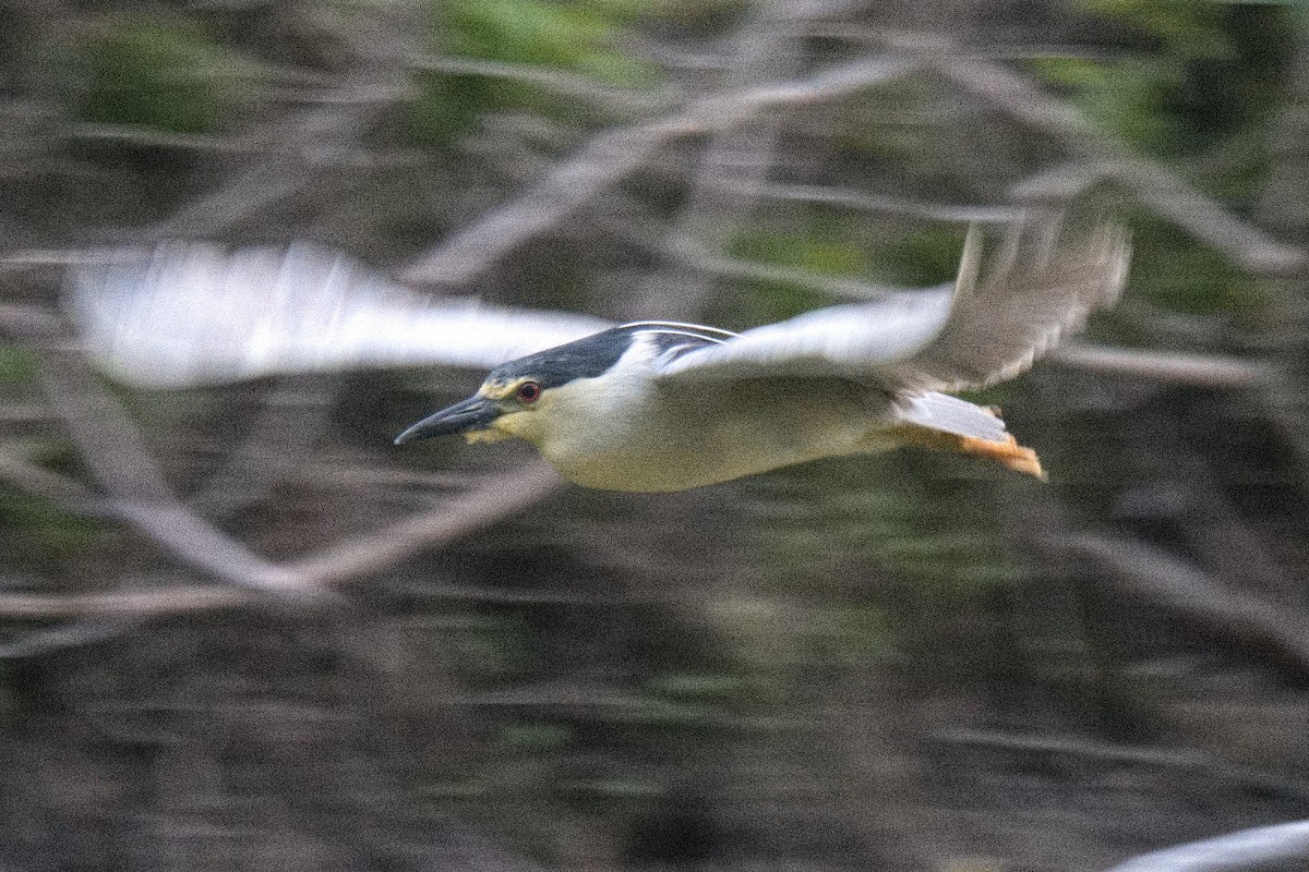 Black-crowned Night Heron - Michael Rieser