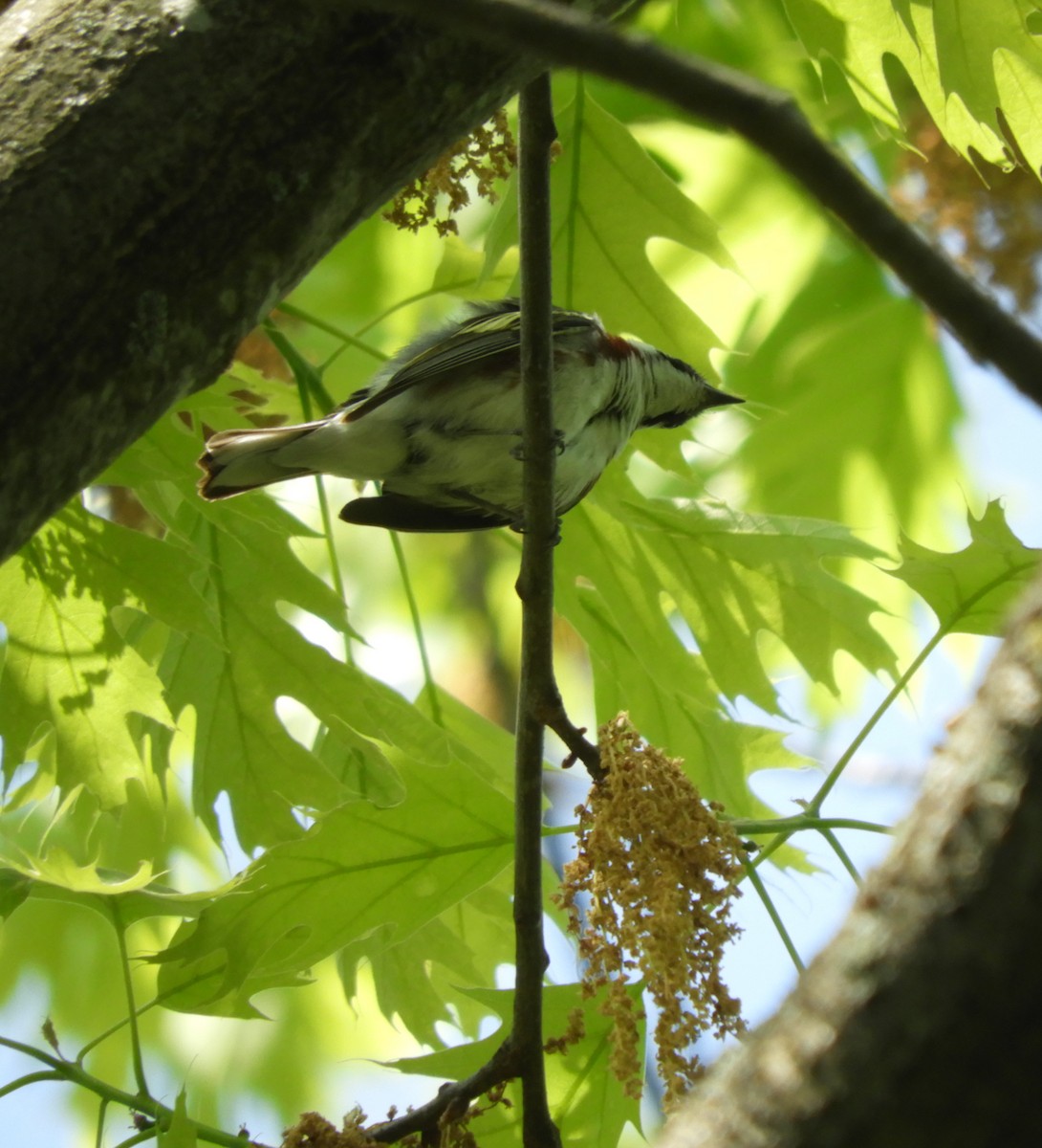 Chestnut-sided Warbler - Laura Markley