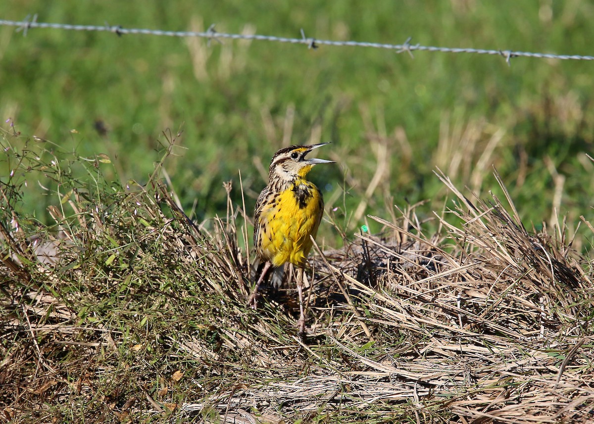 Eastern Meadowlark - ML619418386