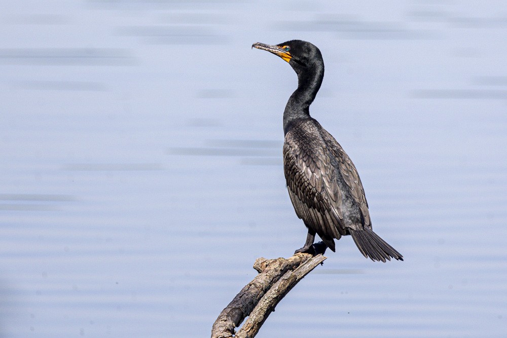 Double-crested Cormorant - ML619418390