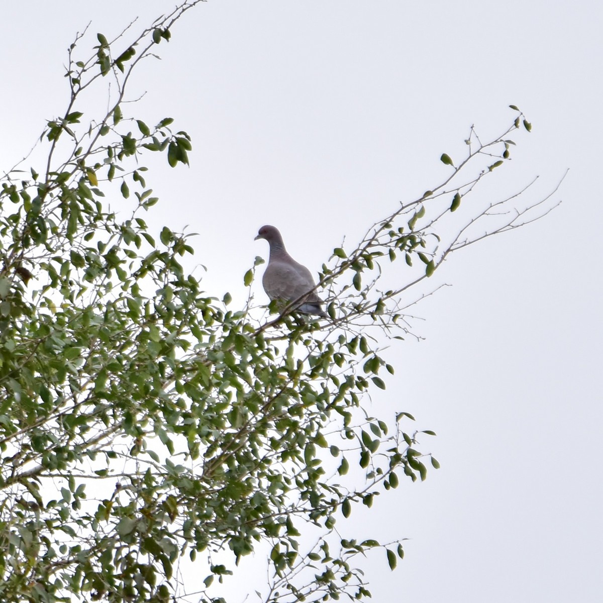 Picazuro Pigeon - Pia Minestroni