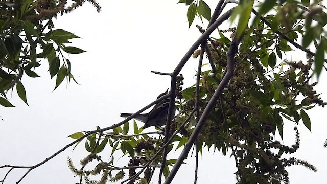 Chestnut-sided Warbler - ML619418398