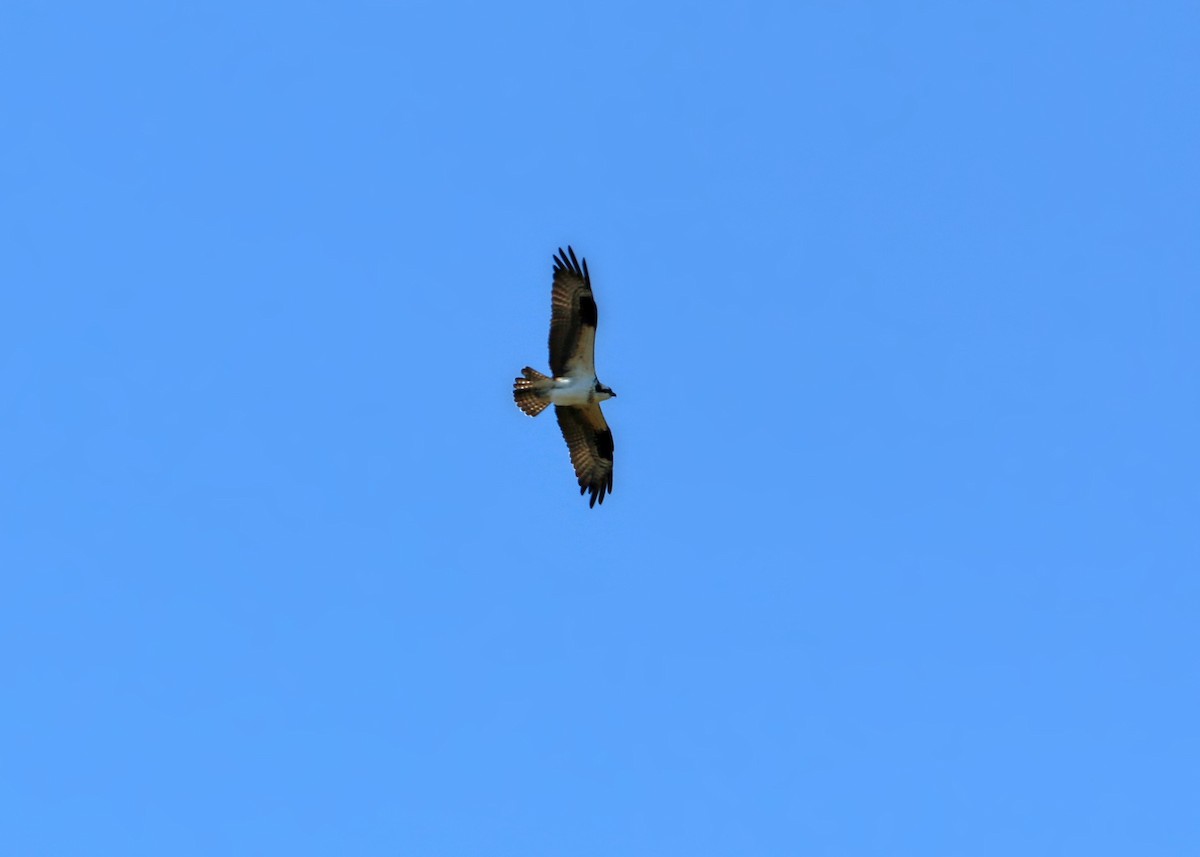 Águila Pescadora - ML619418415