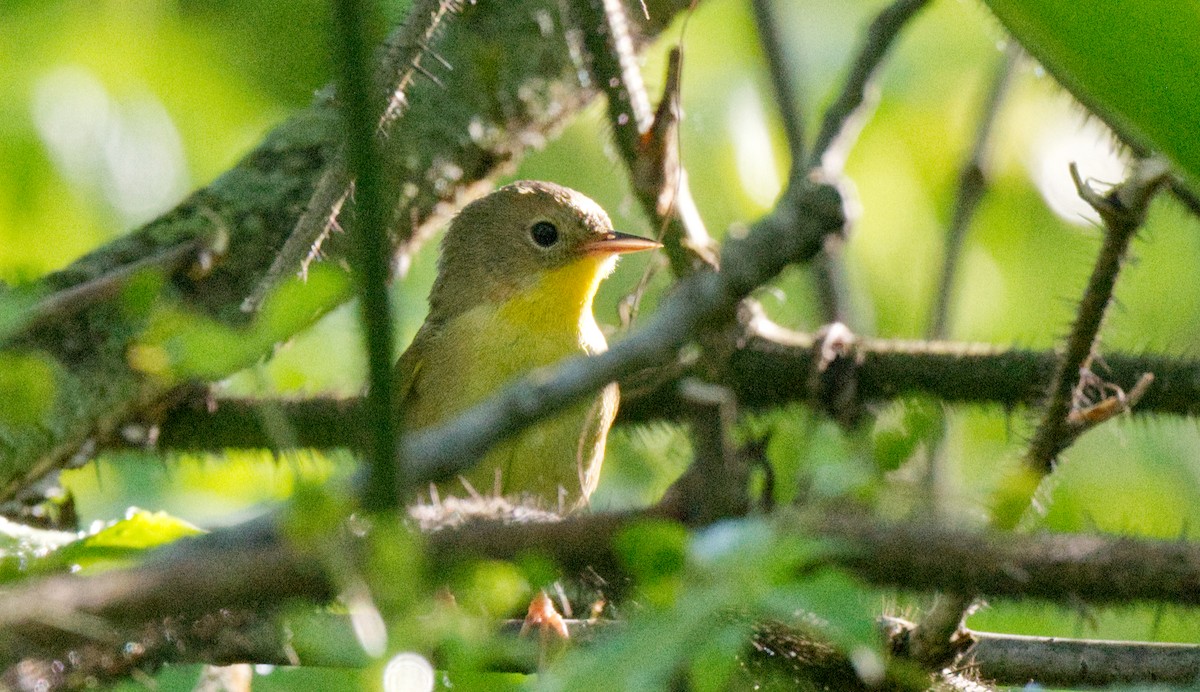 Nashville Warbler - Travis Vance