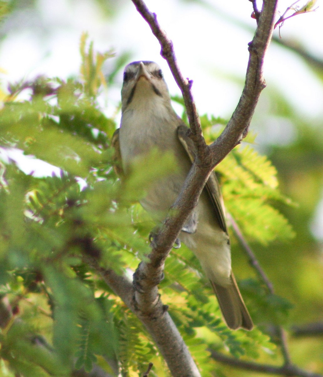 Black-whiskered Vireo - yuzaima ortiz