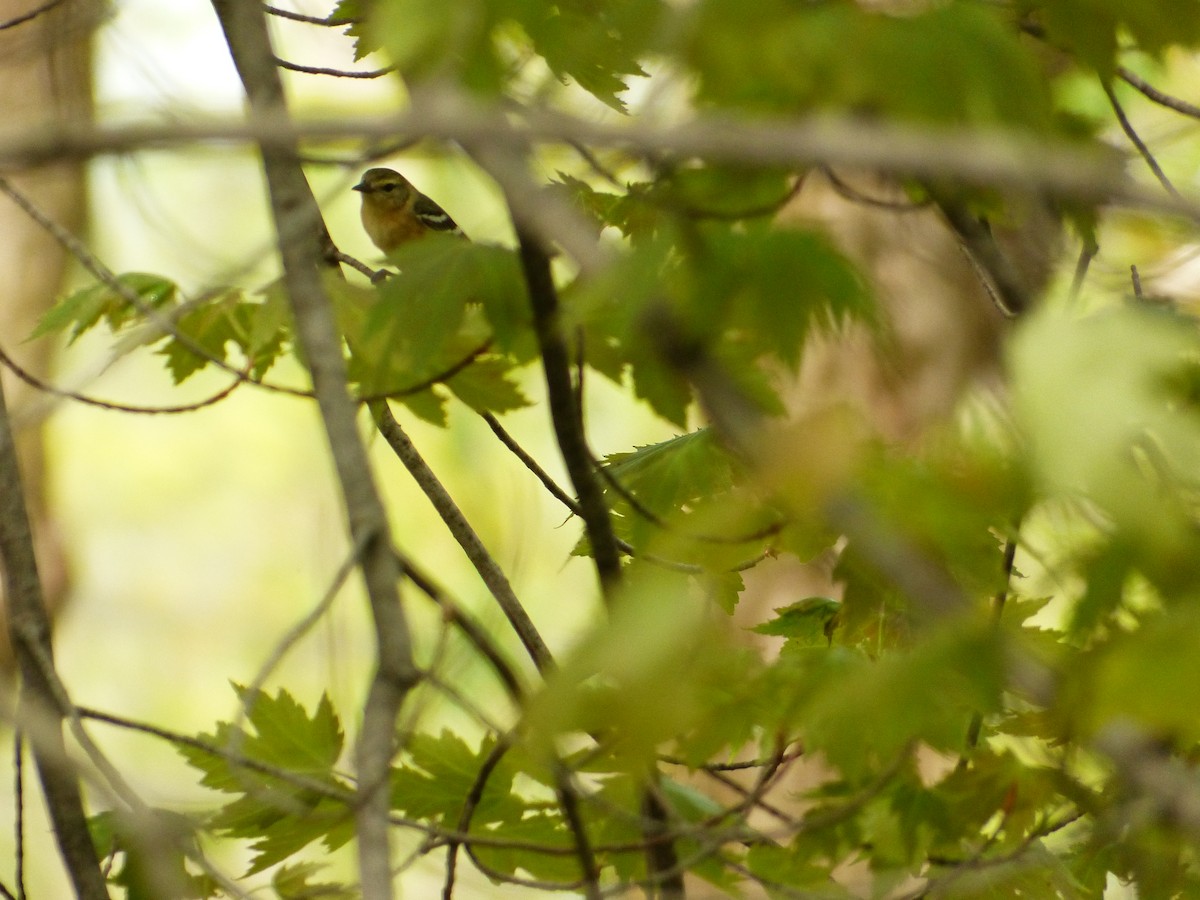 Bay-breasted Warbler - Francine Cauchon
