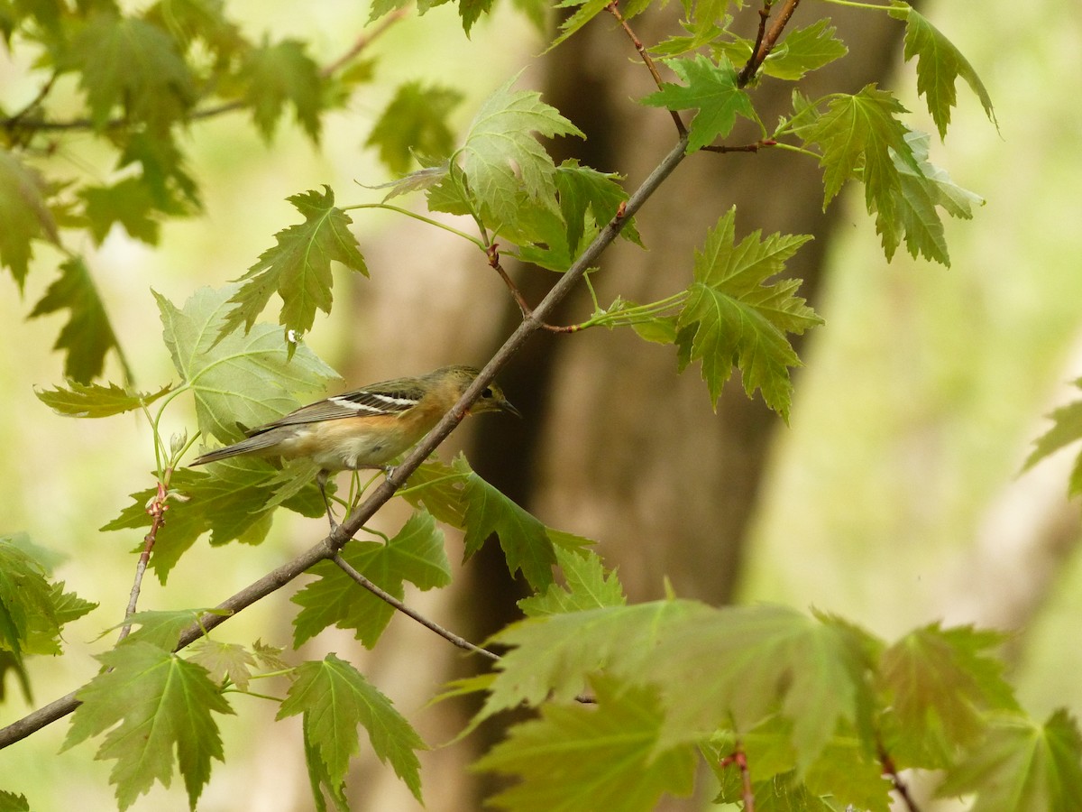 Bay-breasted Warbler - Francine Cauchon