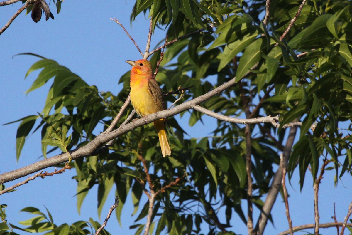 Summer Tanager - Guy David