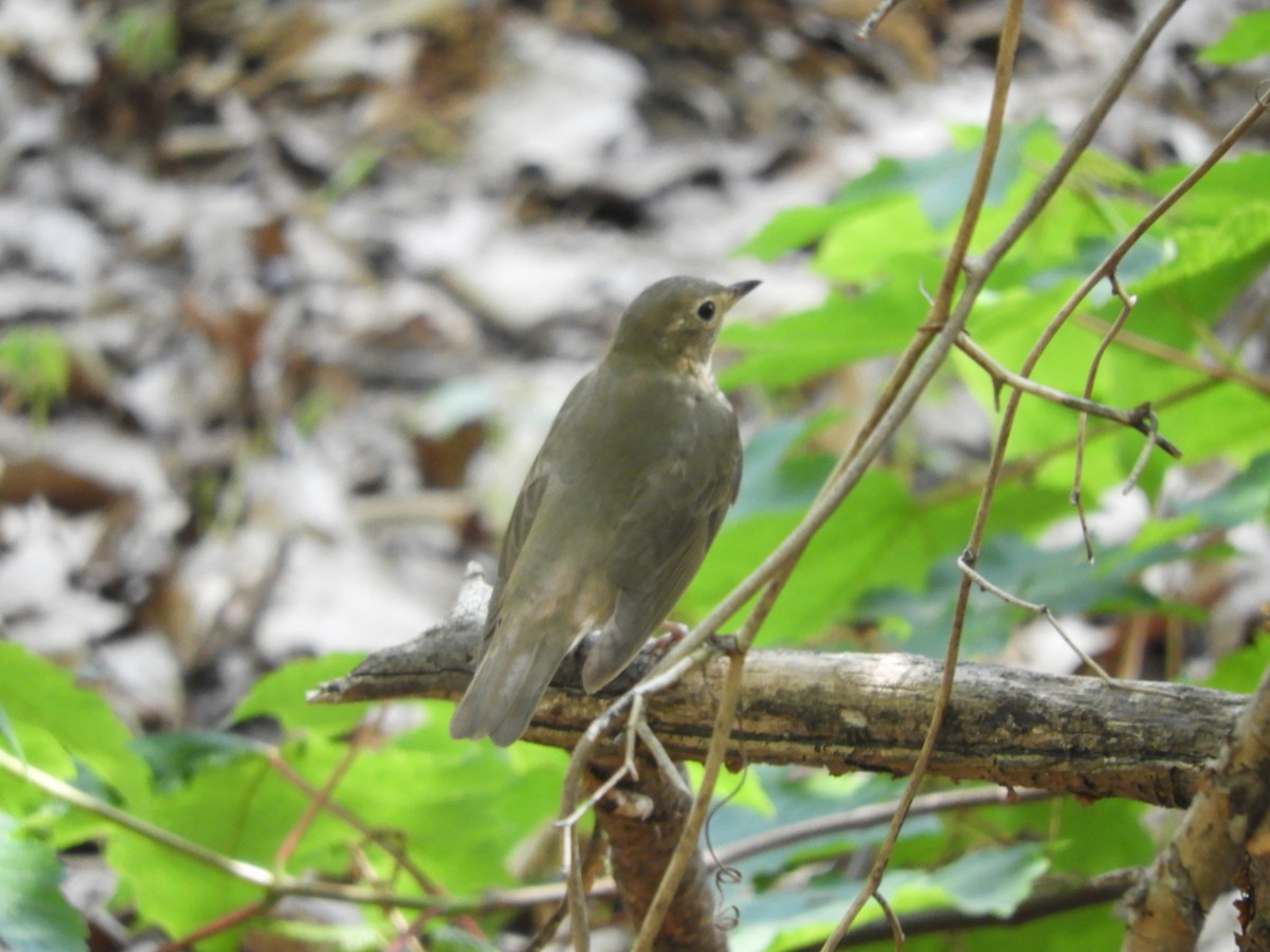 Swainson's Thrush - Laura Markley