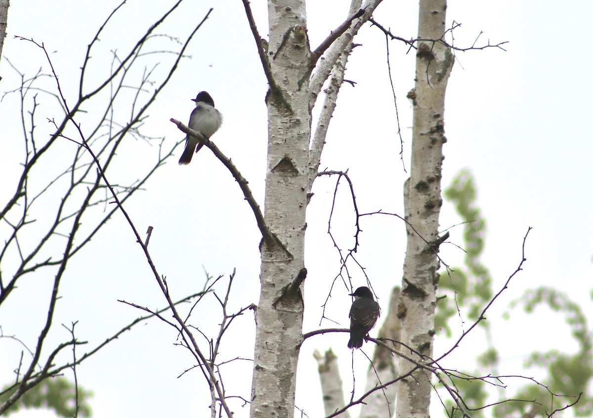 Eastern Kingbird - Nina Asunto