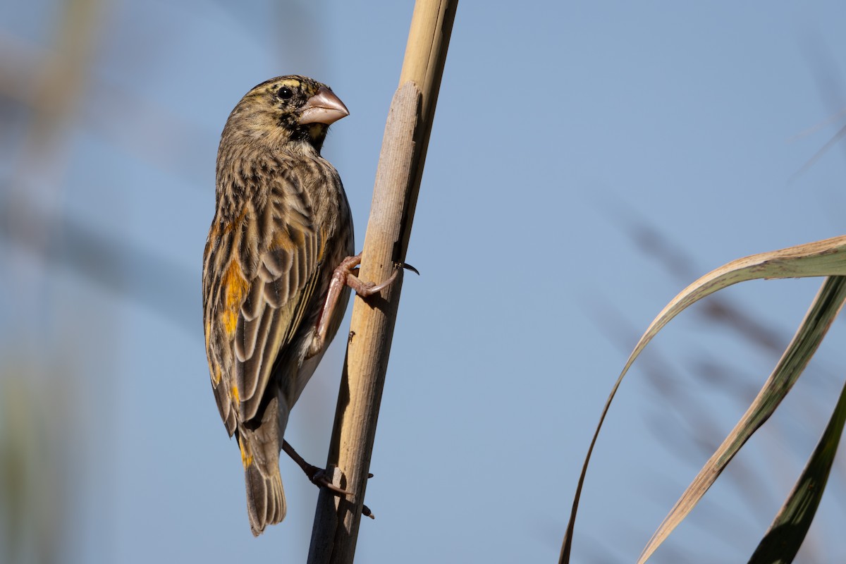 Southern Red Bishop - ML619418495