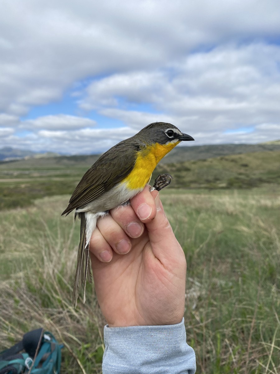 Yellow-breasted Chat - ML619418500