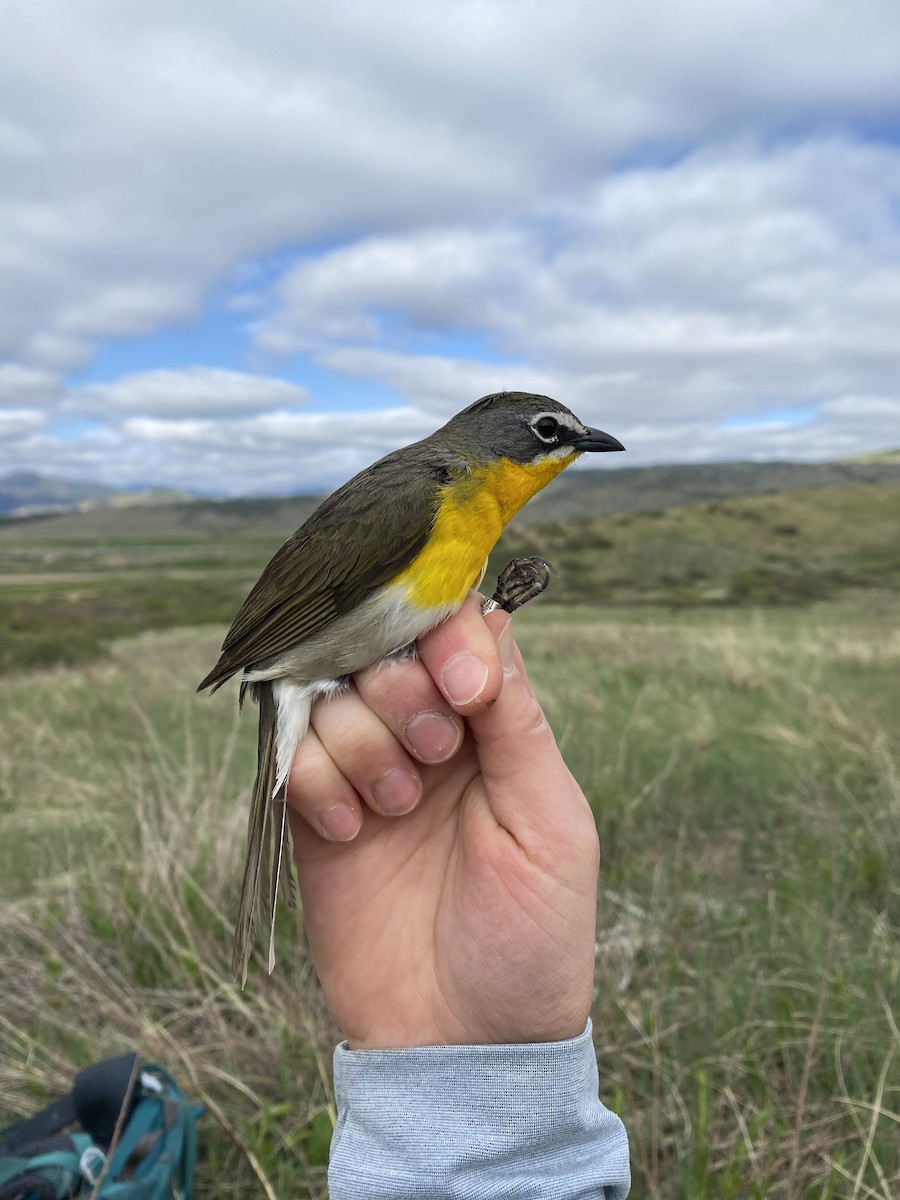 Yellow-breasted Chat - Johanna Beam