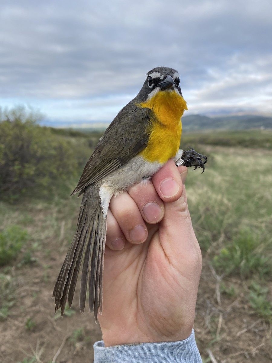 Yellow-breasted Chat - ML619418501