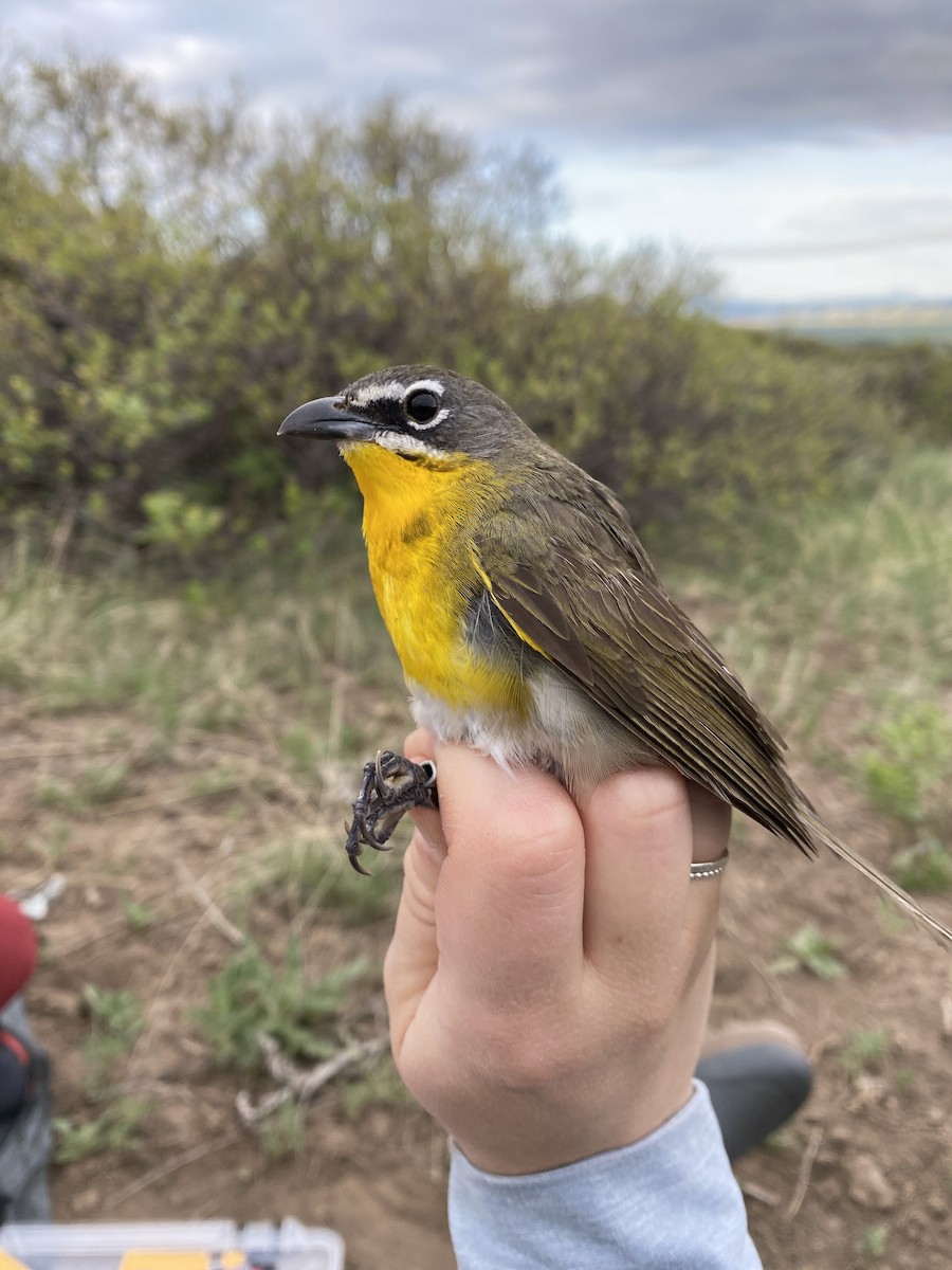 Yellow-breasted Chat - ML619418502