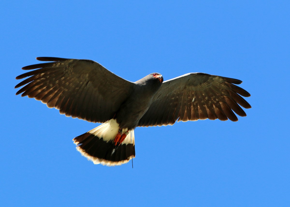 Snail Kite - William Clark