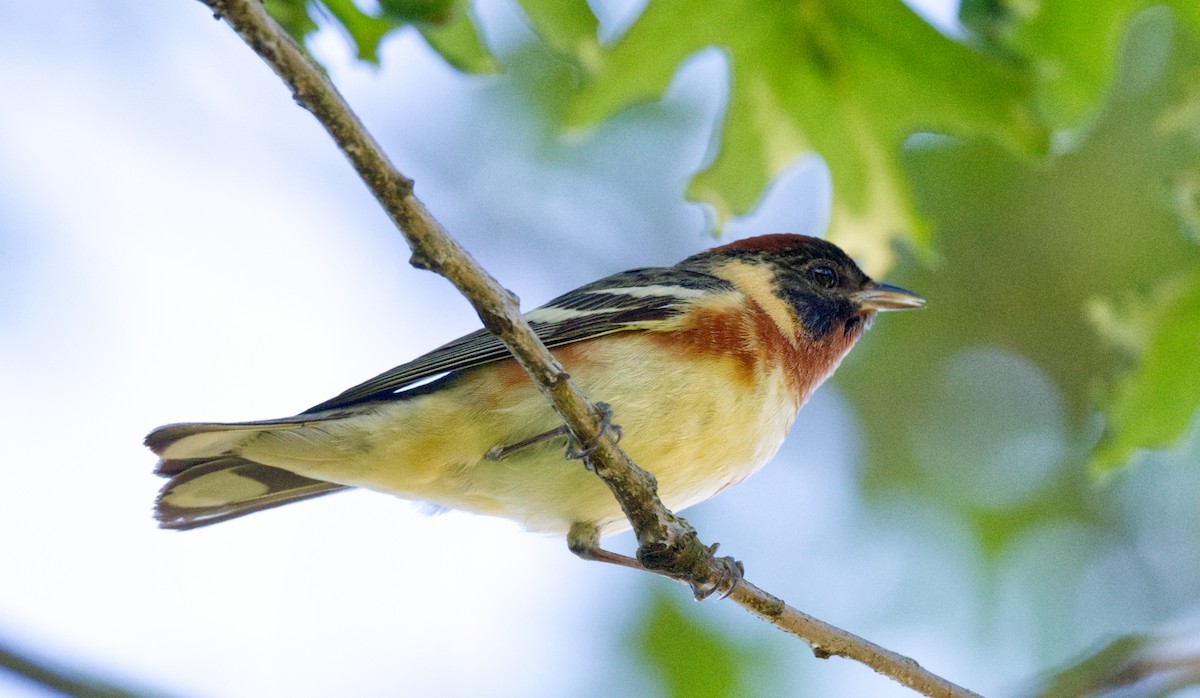 Bay-breasted Warbler - Travis Vance